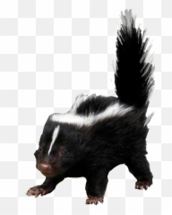 Skunk Sticker - Striped Skunk Emoji,Skunk Emoji
