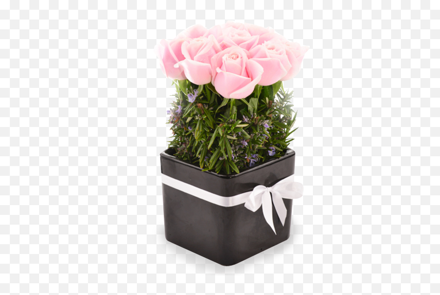 Baby Pink Rose Pot U2013 Tomuri U0026 Co Floral Designs Emoji,Flowers Depicted As Emotion