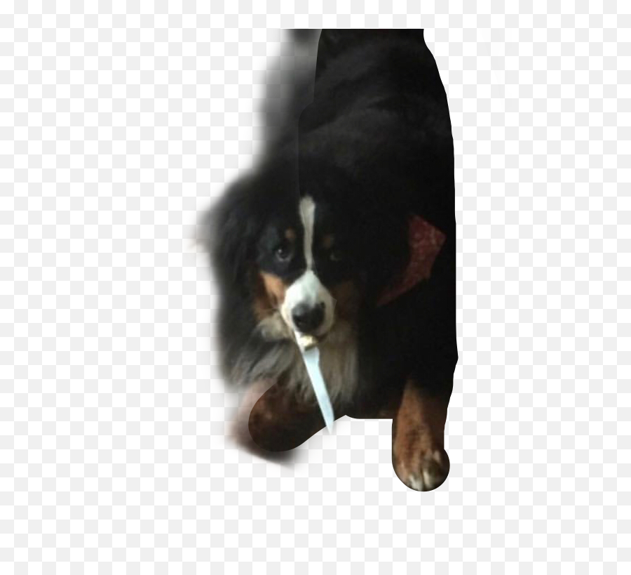 Ohno Killer Sticker - Dog Supply Emoji,Bernese Mountain Dog Emoji