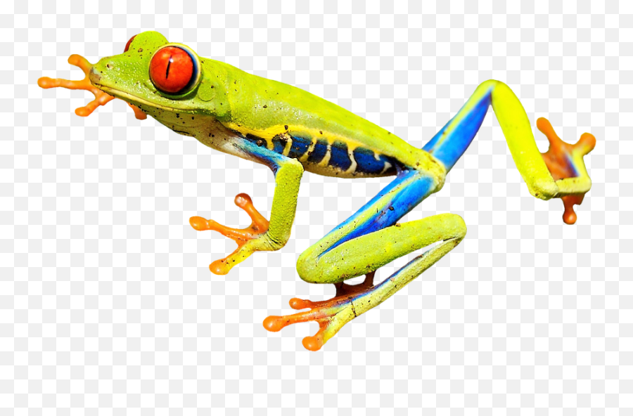 Red - Red Eyed Tree Frog Transparent Emoji,Gumby Emoji