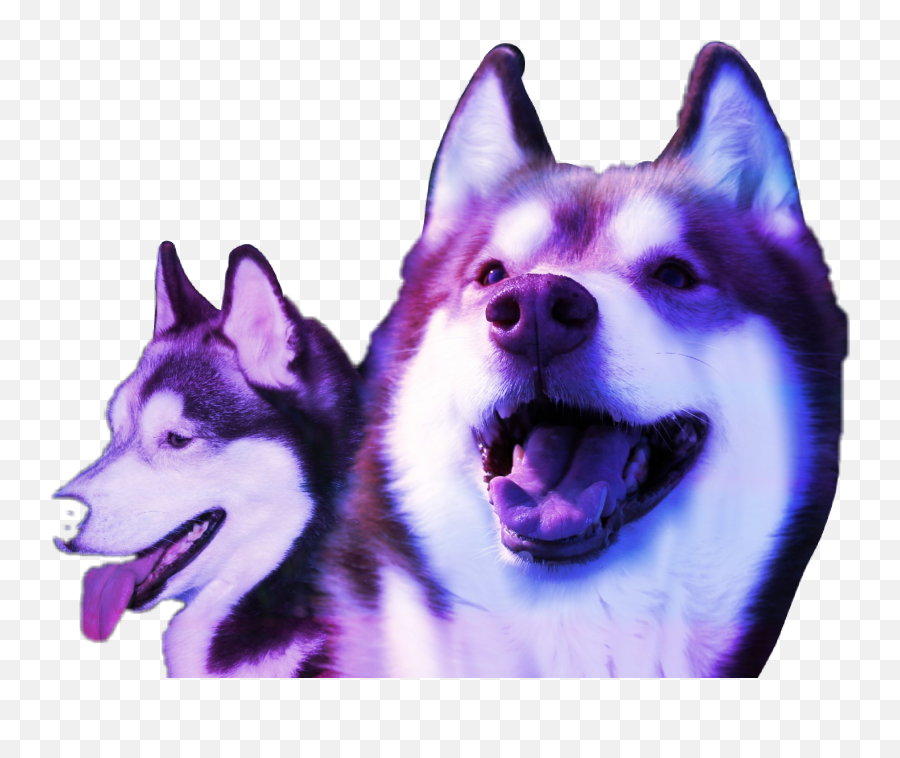 Dog Dogs Husky Sticker By Karolcia Creation - Northern Breed Group Emoji,Husky Emoji