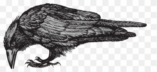 Colorado Wolf And Wildlife Center Birds - American Crow Emoji,How Birds Show Emotions