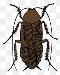 Sixty - Three Fires Of Lung Cockroaches Air Enters The Body Through Emoji,Cockroach Emoji