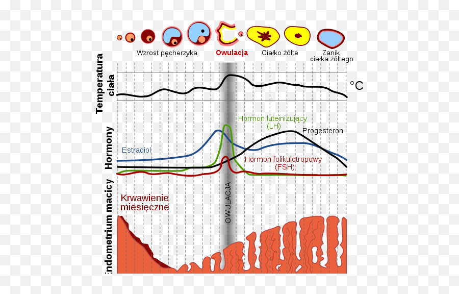 Jak Hormony Steruj Podnoci - Menstrual Cycle In Tamil Emoji,Emoji Oznaczenia
