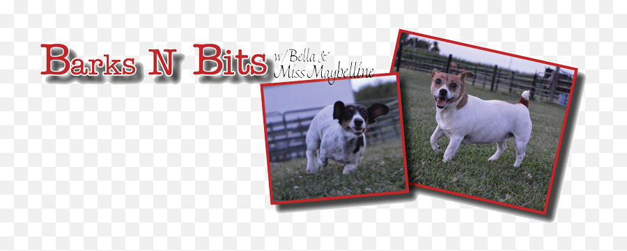 Barks N Bits With Bella - Language Emoji,Dog Emotion Committed To Human Pig