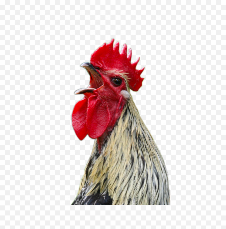 Cock Png File - Rooster Crowing Png Emoji,Cockaroch Emoji