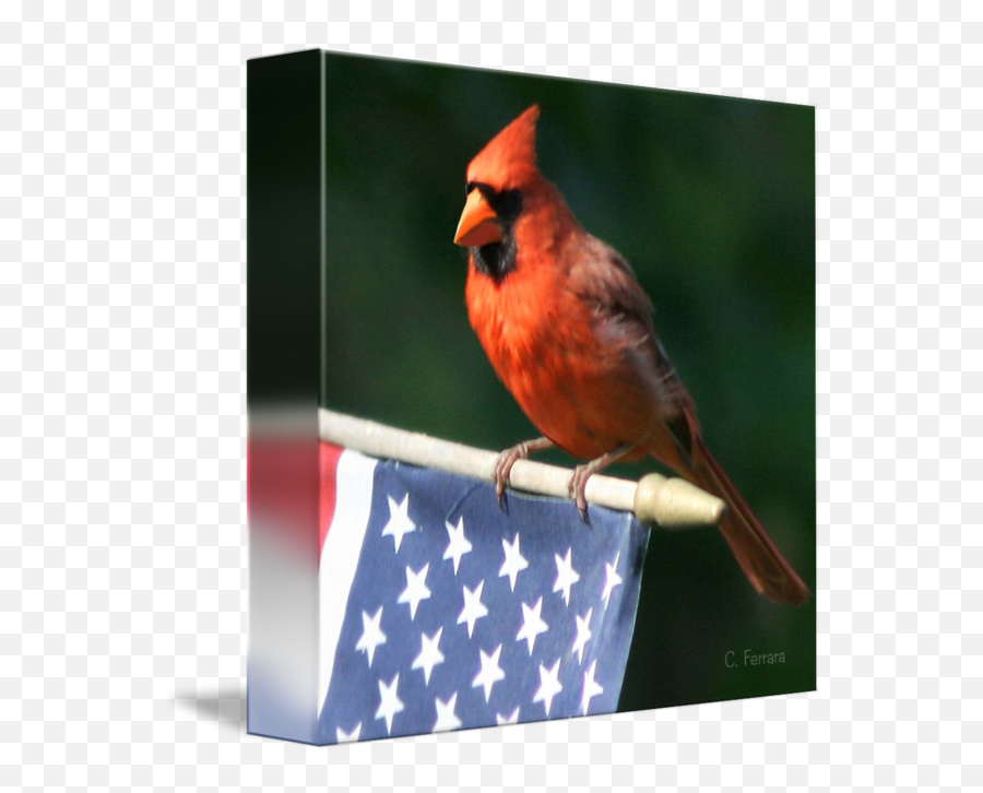 Patriotic Cardinal By Chuckferrara - Cardinal Bird And American Flag Emoji,Cardinal Bird Facebook Emoticon
