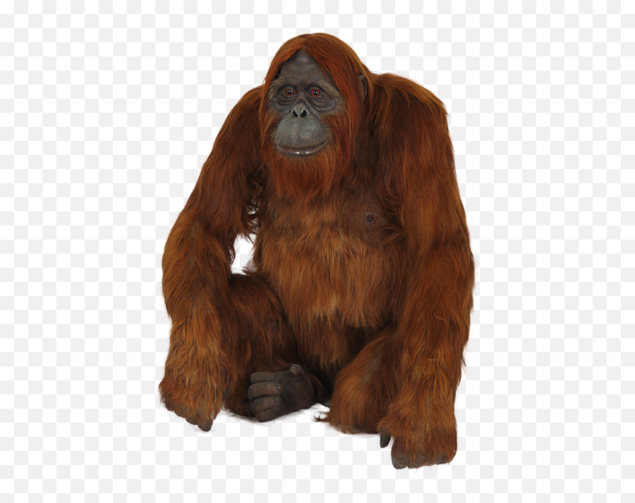 Orangutan Emoji,Ios 12.1.4 Emoticons