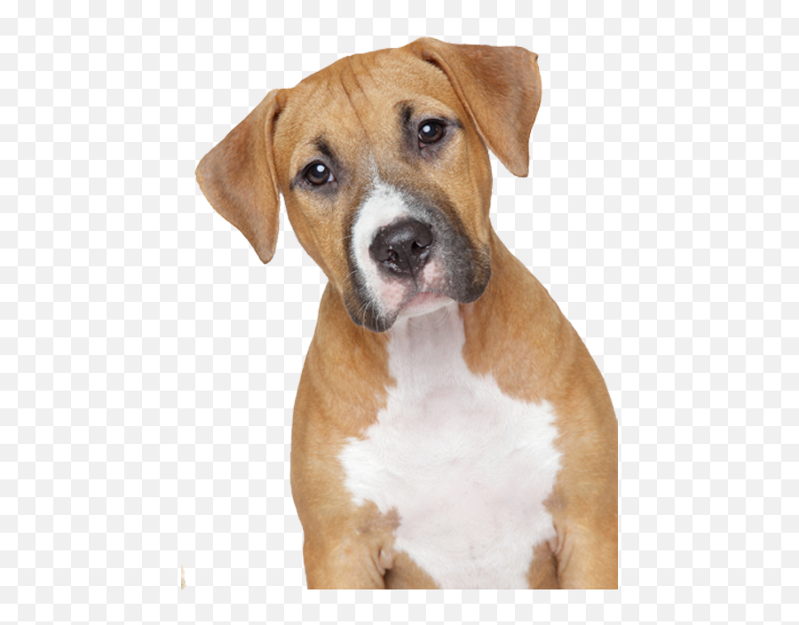 Dog Png Images Dog Background Dog Emoji Dogs,Emojis For Schnauzers