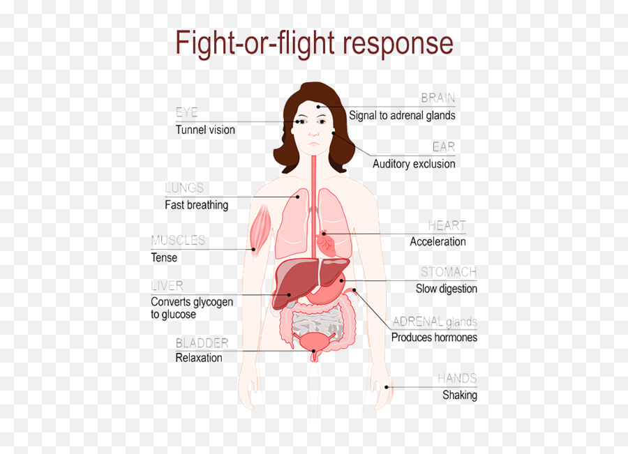 The Stress Response The Chiropractors - Sutton Coldfield Fight Or Flight Stress Emoji,Hypothalamus Emotions