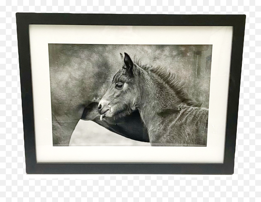 Equine Photograph By Blue Moon Images Flourish Market Emoji,Grand Chase Emotion