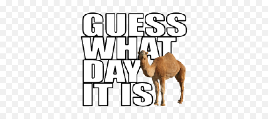 Hump Png And Vectors For Free Download - Dlpngcom Hump Day Png Emoji,Hump Day Emoticon