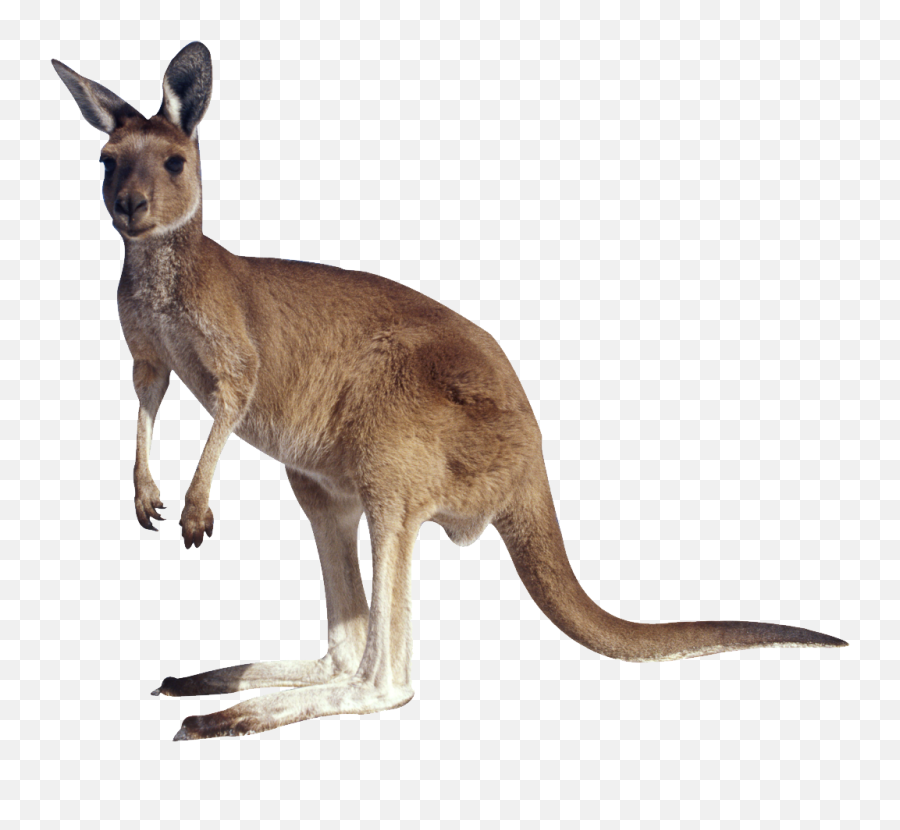 Kangaroo Png Images Free Download - Kangaroo Transparent Background Emoji,Kangaroo Emoji