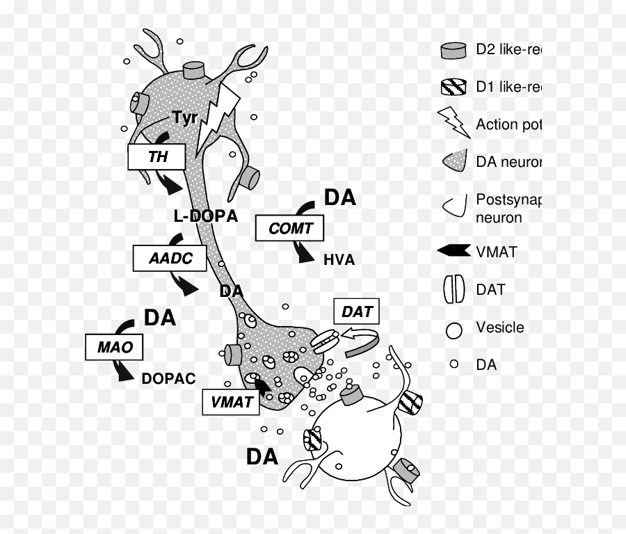 Schematic Drawing Of Mechanism Participating In Da - Dot Emoji,Dopamine Emotion