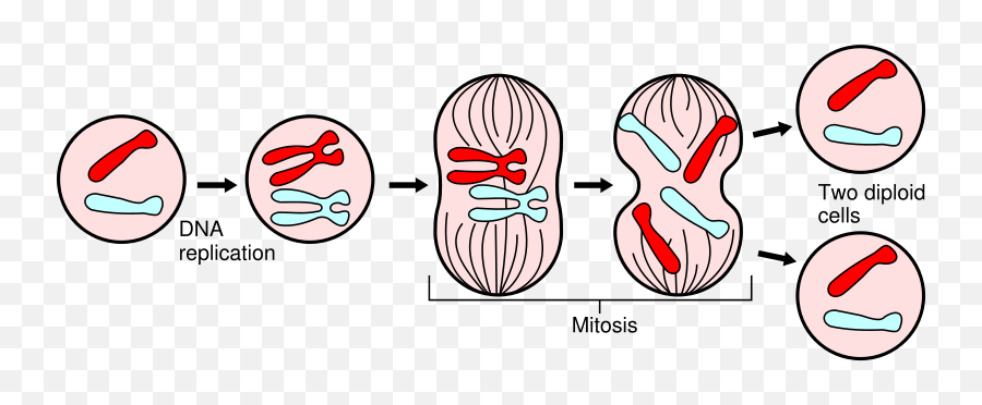 July 2010 - Mitosis Science Emoji,Emotion Wallpaper 800 By 800px