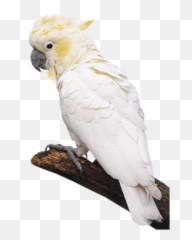 The Most Edited - Cockatoo Emoji,Cockatoo Facebook Emoji