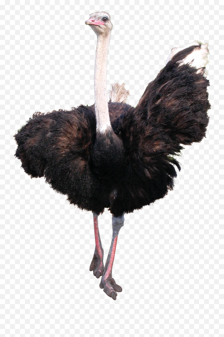 Discover Trending - Part Of Ostrich Worksheet Emoji,Ostrich Emoji