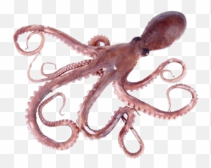 Octopus Toy Png Clipart Png Svg Clip Art For Web - Download Emoji,Octopus Emoji Toy