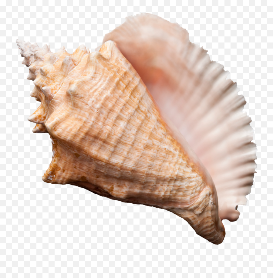 Shell Shells Seaside Aesthetic Tumblr - Lovely Emoji,Conch Shell Emoji