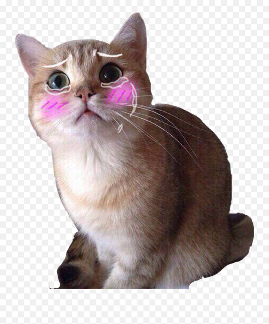 Sad Emoji Transparent - Transparent Funny Cat Png,Sad Cat Emoji