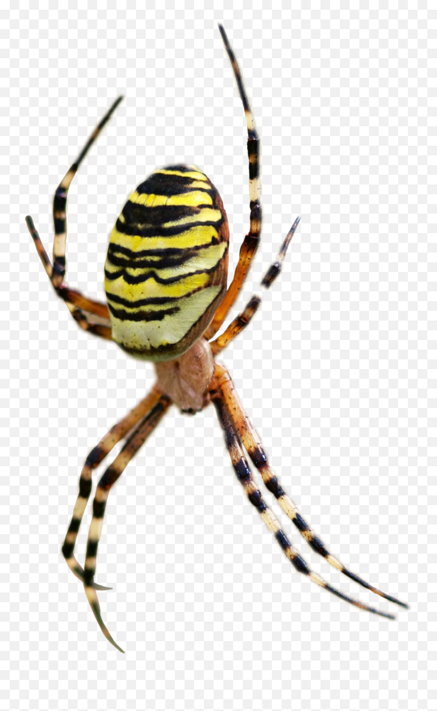 See One - Coldday Profile On Picsart Yellow Garden Spider Emoji,Towelie Emoji