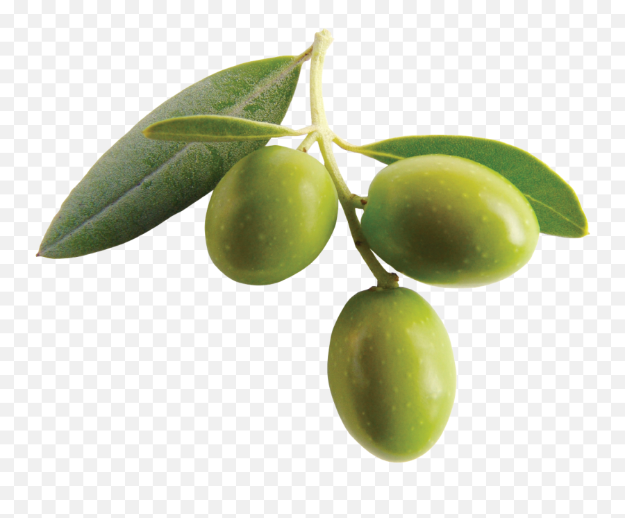 Olive Clipart Greek Olive Olive Greek - Olive Png Emoji,Olive Emoji