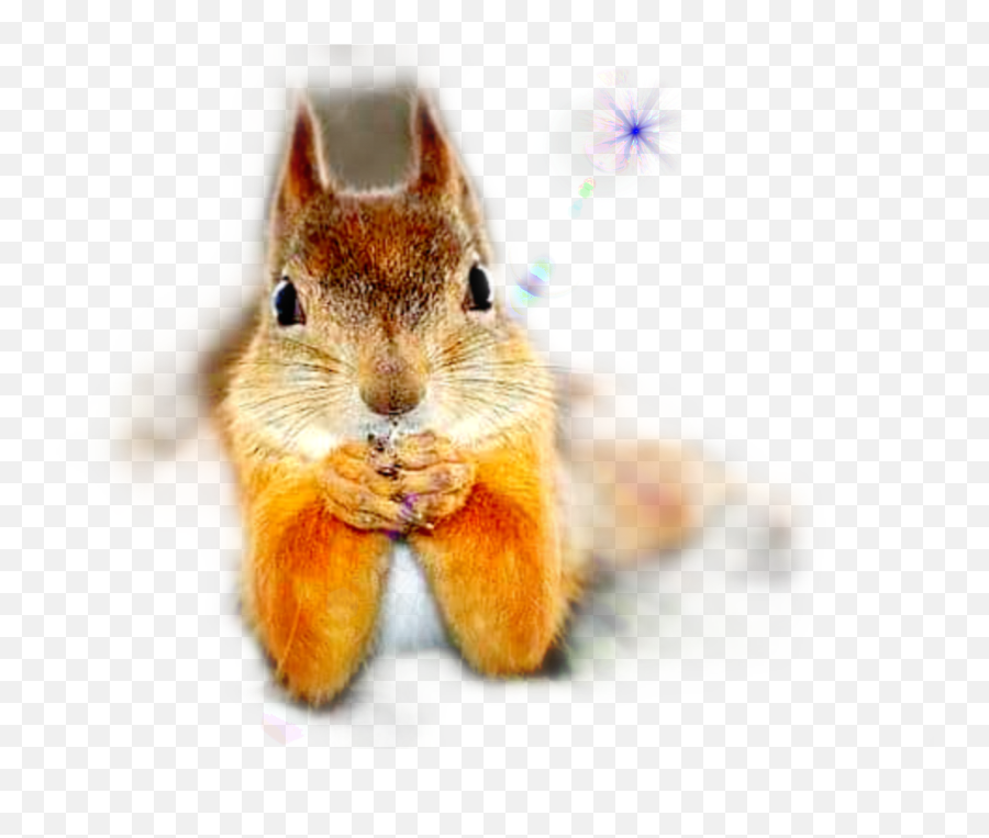 Squirrel Sticker Emoji,Red Squirrel Emoji
