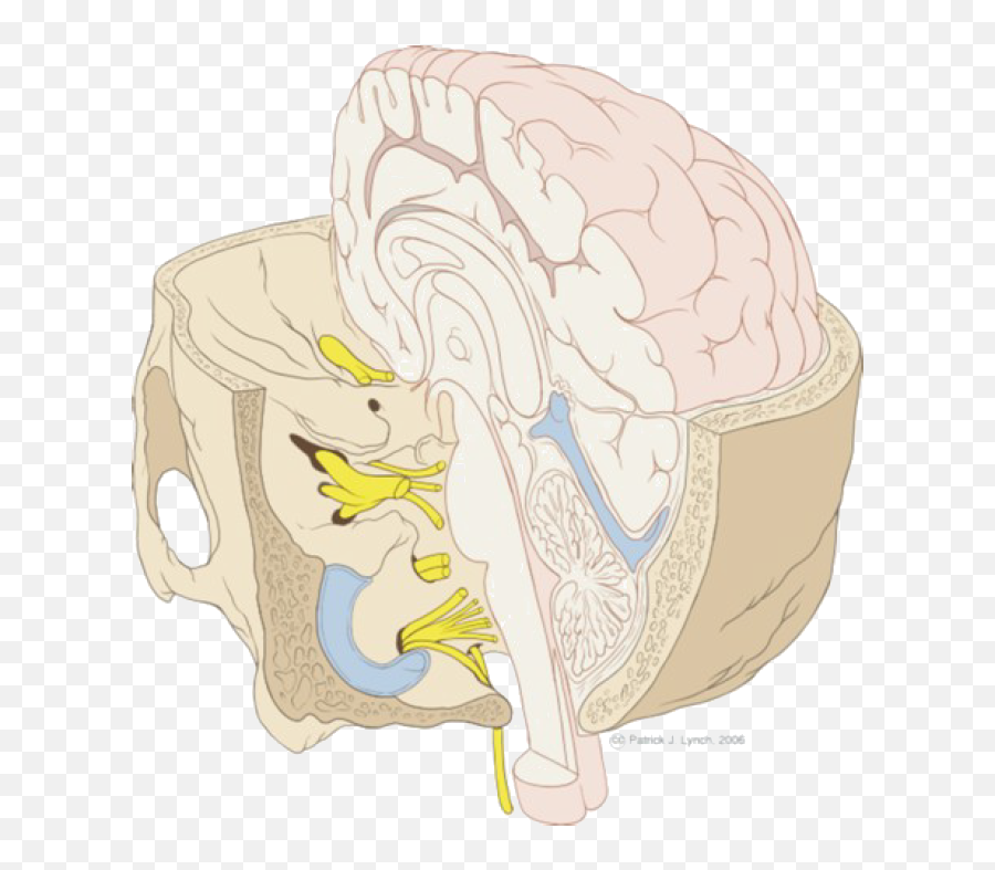 The Nervous System U2039 Opencurriculum - Inner Skull Ear Anatomy Emoji,Structures Of The Limbic System Involved With Emotions