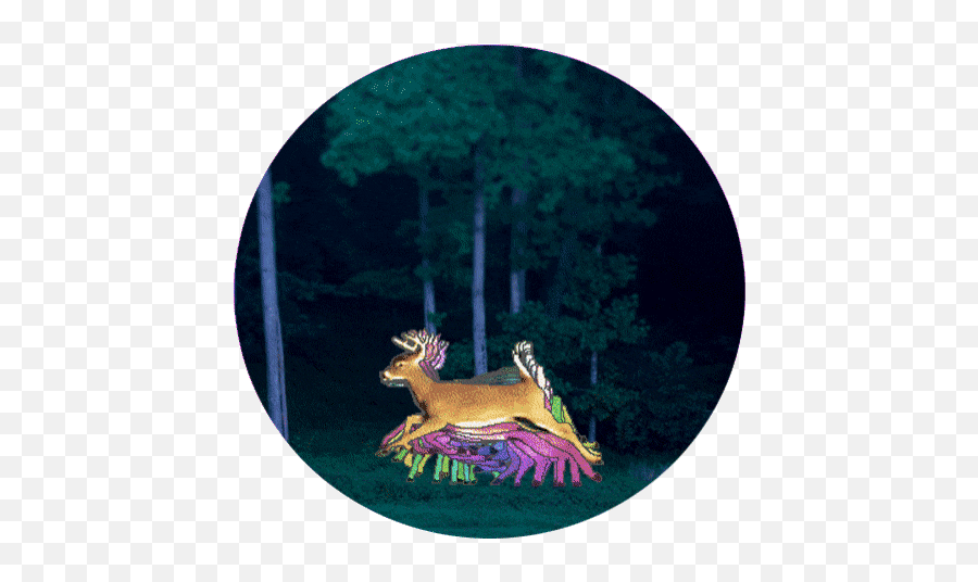 Top Chris Delia Hunting Deer Stickers - Reindeer Emoji,Animated Deer Hunter Emoticons