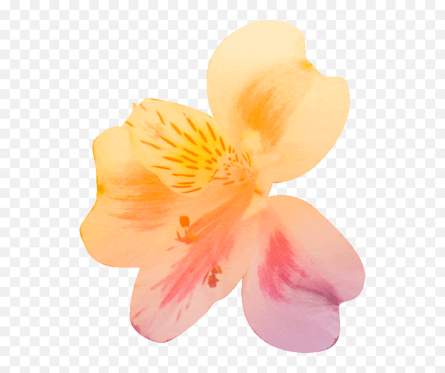 Fun Allied Media Conference Cute - Thank You Flower Gif Transparent Emoji,Allued Emoticon Gif