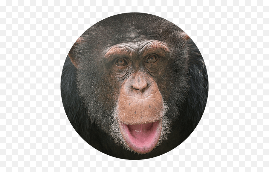 Gfas Violations - Ugly Emoji,Bared Teeth Chimpanzee Emotion