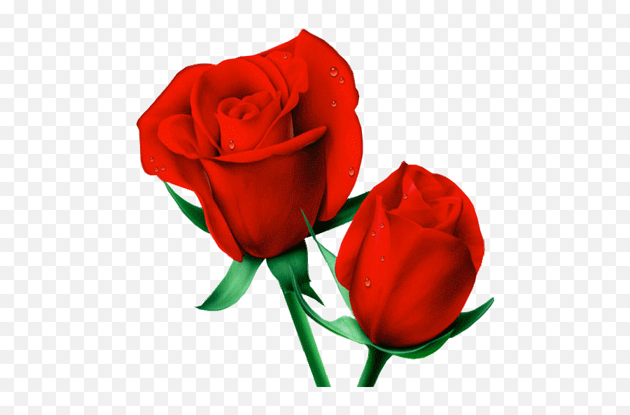 Roses Flowers Stickers For Wastickerapps - Apps On Google Play Red Follower Emoji,Android Red Rose Emoticon