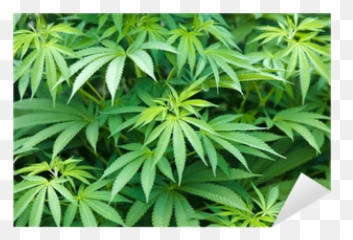 Marijuana Cannabis Plant Sticker U2022 Pixers - We Live To Change Emoji,Pot Weed Emoji