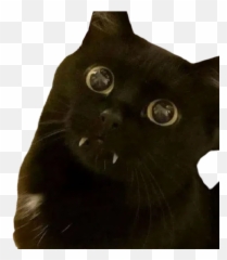 Black Cat 20 Sticker Pack - Stickers Cloud Emoji,Black Cat Emojis