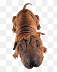Gull River Veterinary Services Providing Expert Pet Care Emoji,Shar Pei Emoticon