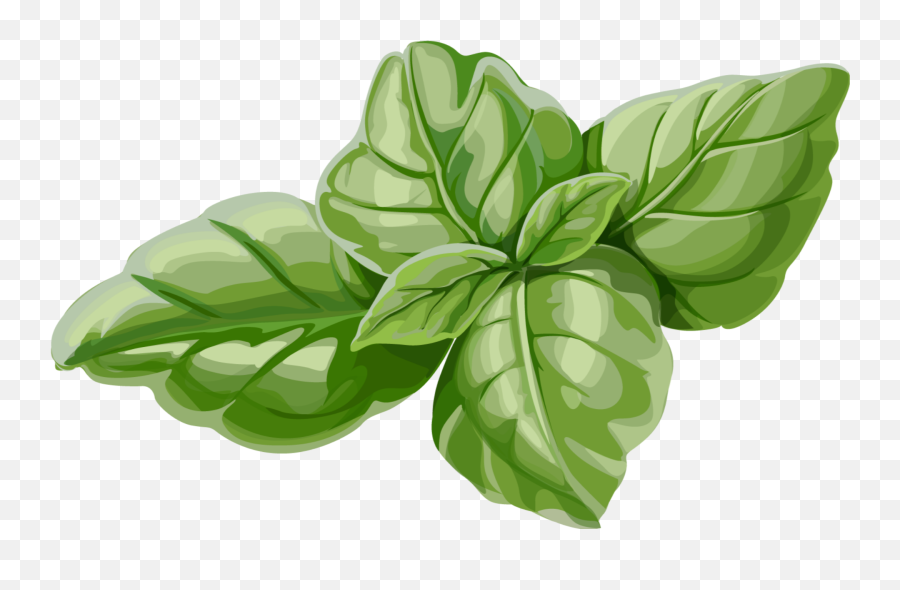 Mq Green Leaf Leaves Mint Sticker By Marras - Mint Leaves Vector Png Emoji,Basil Emoji