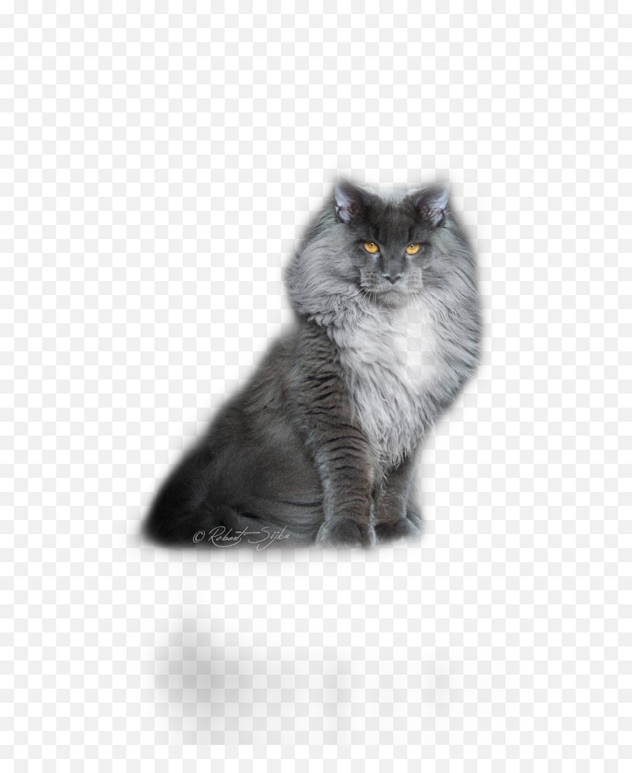 Majestic Chonkyboi Chonk Cat Sticker - British Emoji,Majestic Emoji