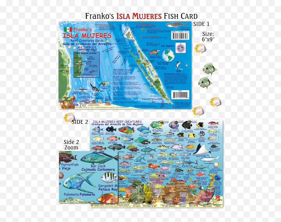 Download Fish Of Isla Mujeres Png Image - Islas De Mujeres Map Emoji,Fotos De Emojis Viejos\