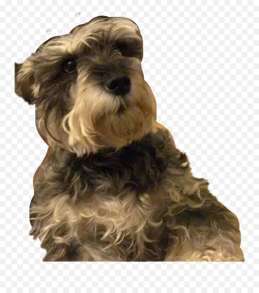 Edit - Vulnerable Native Breeds Emoji,Schnauzer Emoji