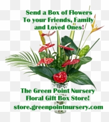 Green Point Nurseries Inc U2013 Anthurium Orchids Tropical - Floral Emoji,Tumblr Emoticon Face Flowre