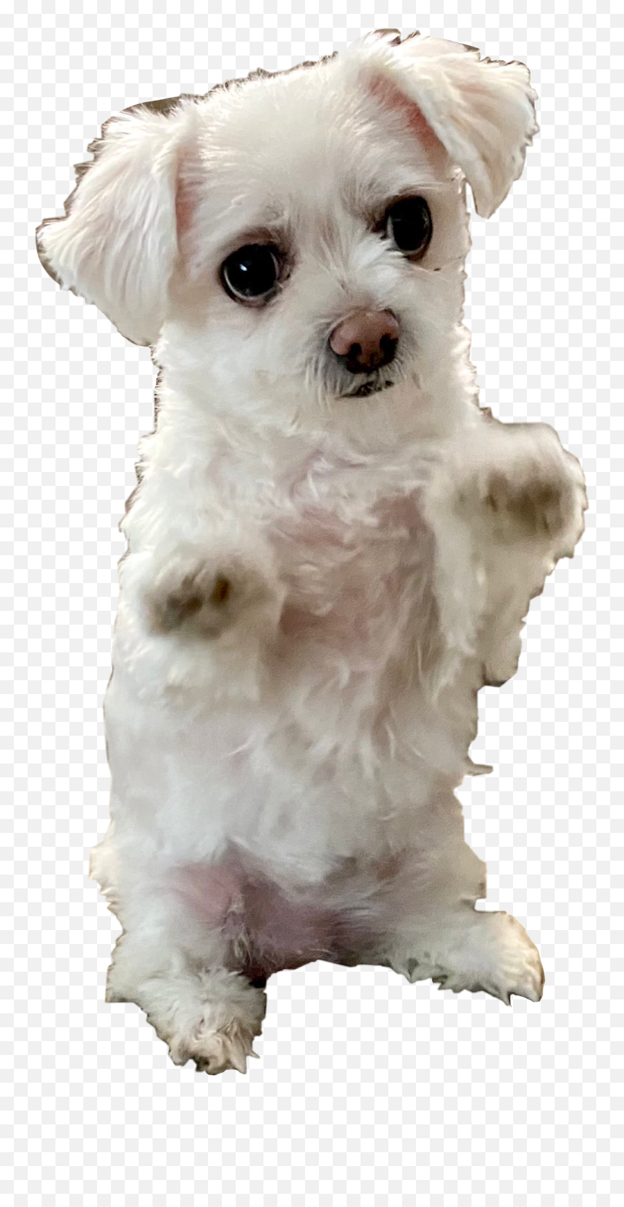 The Most Edited Piss Picsart - Badboyhalo Dog Rat Emoji,Kantai Emoticon Vector