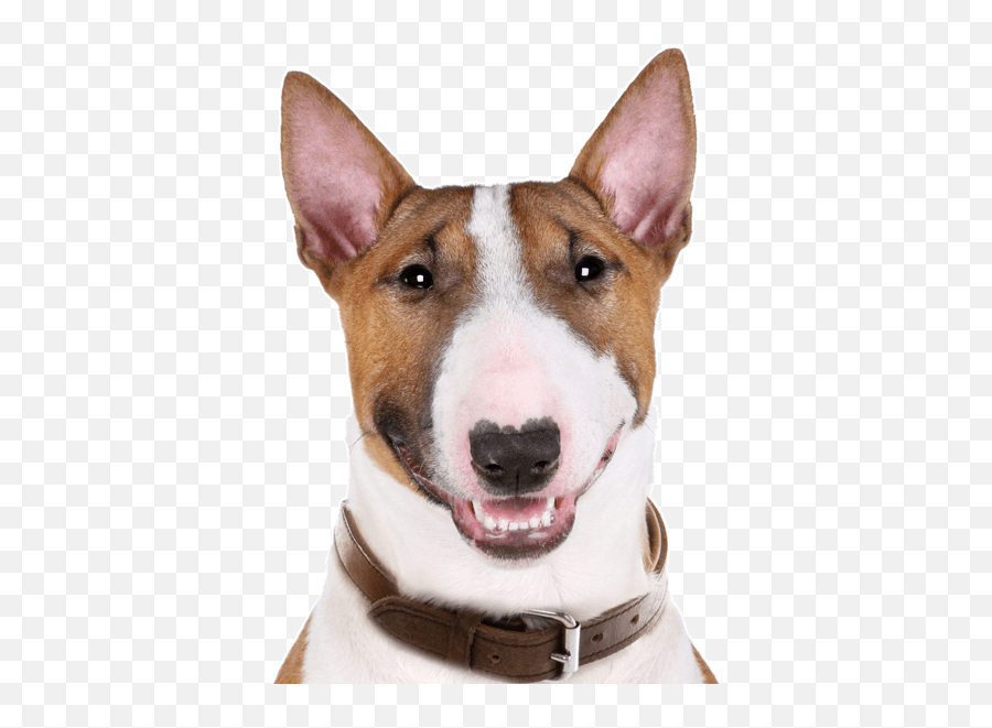 Shar Pei Puppies For Sale - Adoptapetcom Emoji,Shar Pei Emoticon