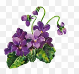 Orchid Clipart Lilac Orchid Lilac Transparent Free For - Violets Clipart Emoji,Orchid Emoji