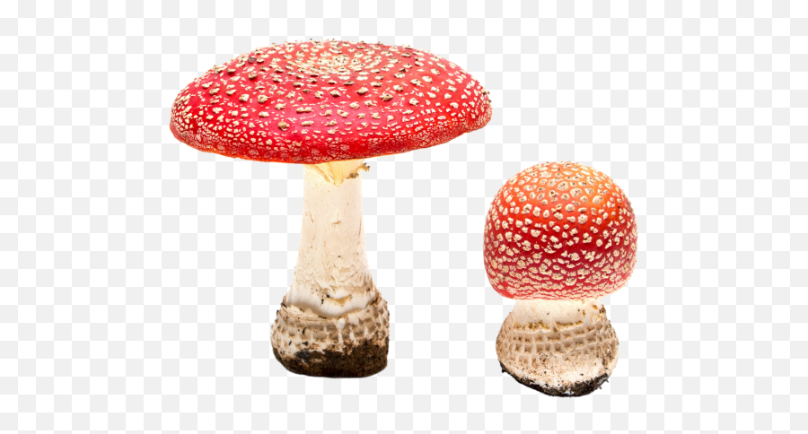 List Of Psilocybin Mushroom Species And Other Psychoactive Emoji,Emoji Mushroom Chair
