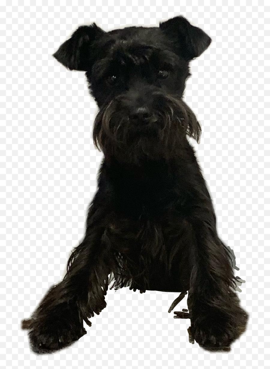 Popular And Trending Schnauzer Stickers Picsart - Vulnerable Native Breeds Emoji,Scottie Dog Emoji