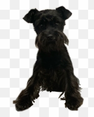 Popular And Trending Schnauzer Stickers Picsart - Vulnerable Native Breeds Emoji,Scottie Dog Emoji