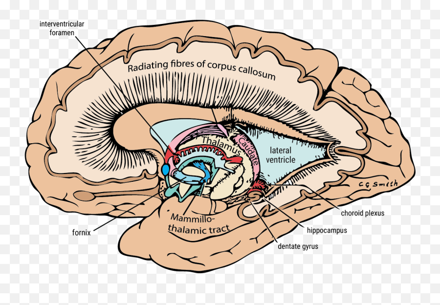 Leveraging Bcis To Increase Concentration By Sabrina Singh - Sketch Emoji,Structures Of The Limbic System Involved With Emotions