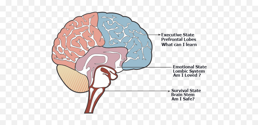 Learn About Evolutionary Perspective On - Brain Emoji,Part Of The Brain Controls Emotion