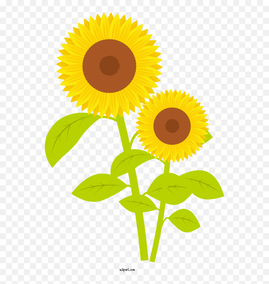 Flowers Screen Printing Company Rhode Island For Sunflower Emoji,Magnolia Emoji