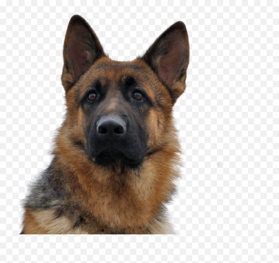 Dog - German Shepherd Png Emoji,Gsd German Shepard Emojis